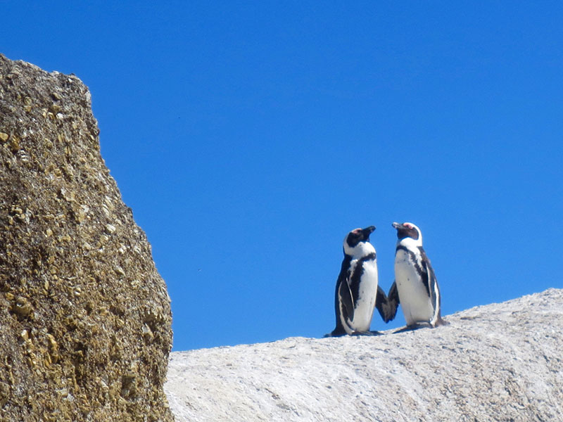 Two penguins in a very healthy relationship holding hands on a rock.