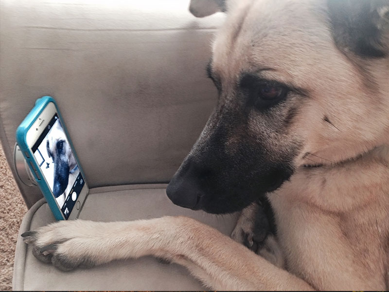 A dog taking a selfie of himself for an online dating site.